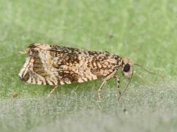 Celypha lacunana D. & S. adulte - ©Philippe Mothiron