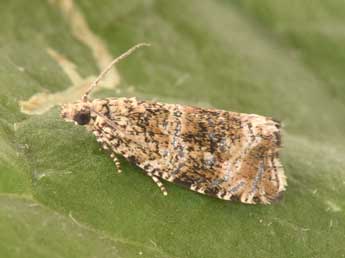 Celypha lacunana D. & S. adulte - ©Philippe Mothiron