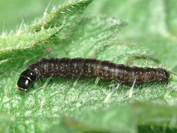  Chenille de Celypha lacunana D. & S. - Patrick Clement