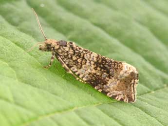 Celypha lacunana D. & S. adulte - Philippe Mothiron