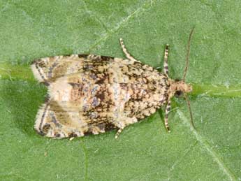 Celypha lacunana D. & S. adulte - ©Philippe Mothiron