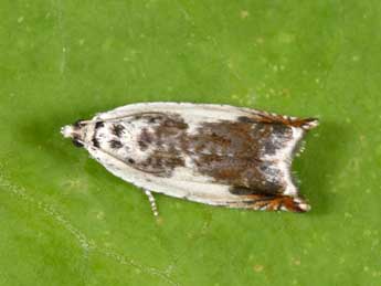 Ancylis laetana F. adulte - Philippe Mothiron