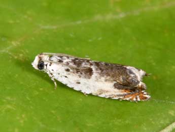 Ancylis laetana F. adulte - Philippe Mothiron