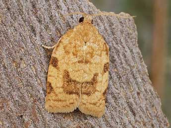 Choristoneura lafauryana Rag. adulte - ©Friedmar Graf