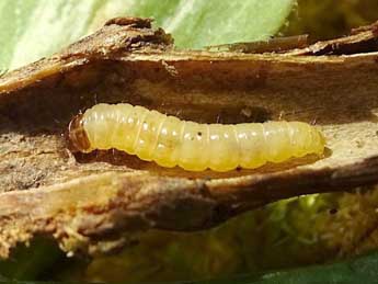  Chenille de Endothenia lapideana H.-S. - ©Philippe Mottet