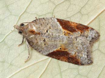 Acleris laterana F. adulte - ©Patrick Clement