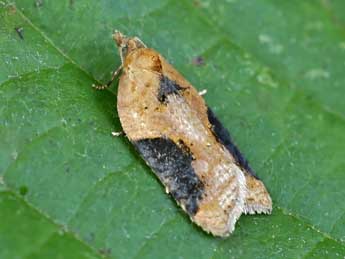 Acleris laterana F. adulte - ©Lionel Taurand