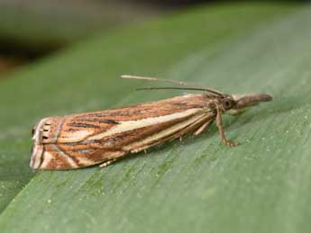 Crambus lathoniellus Zck. adulte - ©Philippe Mothiron