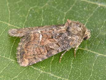 Oligia latruncula D. & S. adulte - Philippe Mothiron