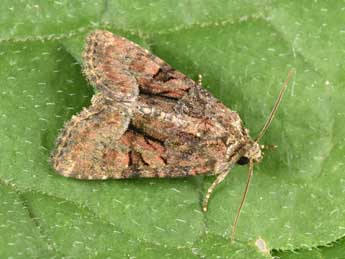 Oligia latruncula D. & S. adulte - Philippe Mothiron