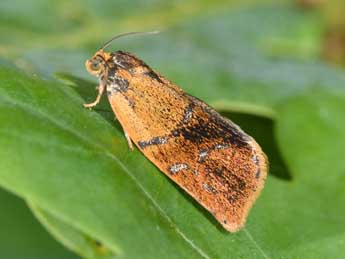 Ptycholoma lecheana L. adulte - Philippe Mothiron