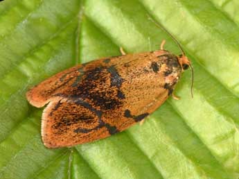 Ptycholoma lecheana L. adulte - Philippe Mothiron