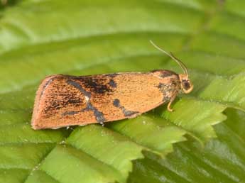 Ptycholoma lecheana L. adulte - Philippe Mothiron