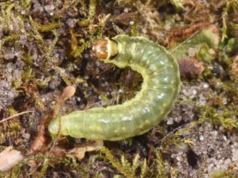  Chenille de Ptycholoma lecheana L. - Philippe Mothiron