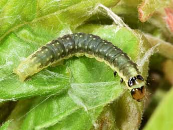  Chenille de Ptycholoma lecheana L. - ©Philippe Mothiron