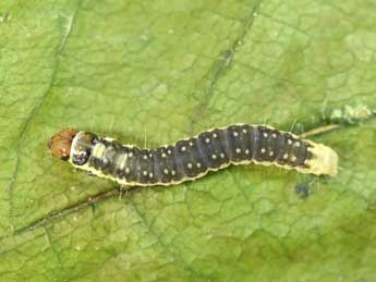  Chenille de Ptycholoma lecheana L. - ©Philippe Mothiron