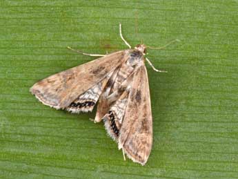 Cataclysta lemnata L. adulte - Philippe Mothiron