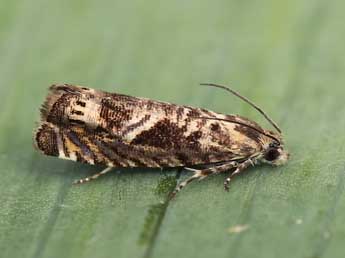 Selania leplastriana Curt. adulte - ©Lionel Taurand