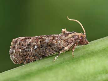 Thaumatotibia leucotreta Meyrick adulte - ©Patrick Clement