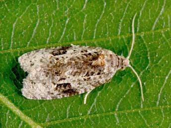 Apotomis lineana D. & S. adulte - Philippe Mothiron