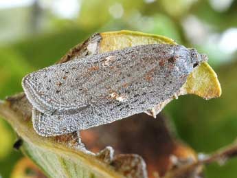 Acleris lipsiana D. & S. adulte - ©Friedmar Graf