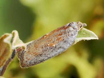 Acleris lipsiana D. & S. adulte - Friedmar Graf