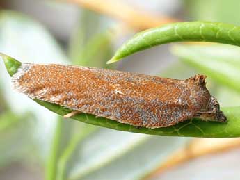 Acleris lipsiana D. & S. adulte - ©Friedmar Graf