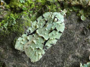 Acleris literana L. adulte - ©Patrick Clement