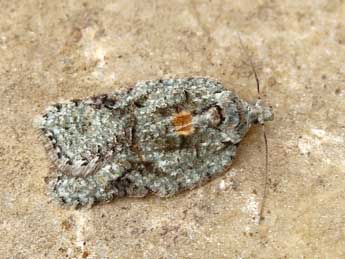 Acleris literana L. adulte - Lionel Taurand