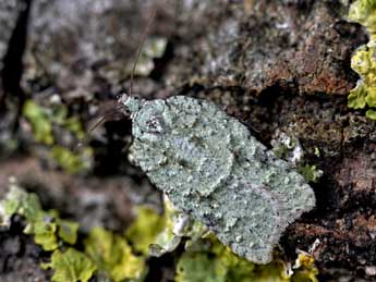 Acleris literana L. adulte - ©Dominique Halleux