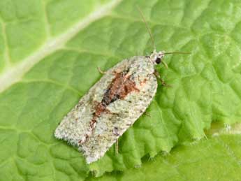 Acleris literana L. adulte - Philippe Mothiron