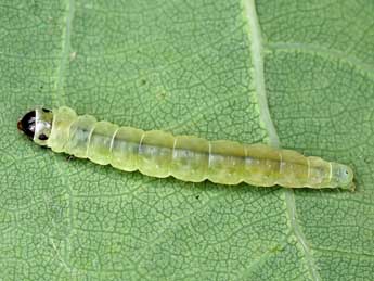  Chenille de Acleris literana L. - ©Patrick Clement