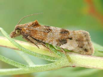 Lobesia littoralis Humph. & Westw. adulte - ©Friedmar Graf