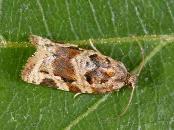 Argyrotaenia ljungiana Thnbg adulte - Philippe Mothiron