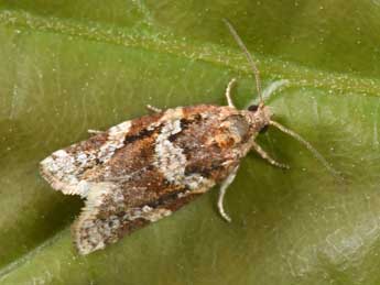 Argyrotaenia ljungiana Thnbg adulte - Philippe Mothiron