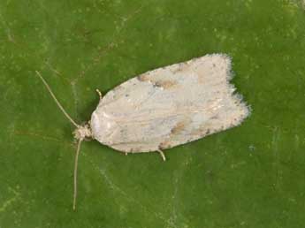 Acleris logiana Cl. adulte - Philippe Mothiron