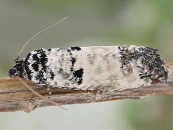 Eucosma lugubrana Tr. adulte - Friedmar Graf