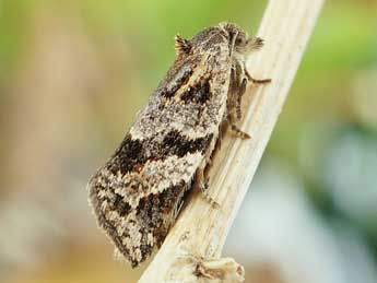 Philedonides lunana Thnbg adulte - Friedmar Graf