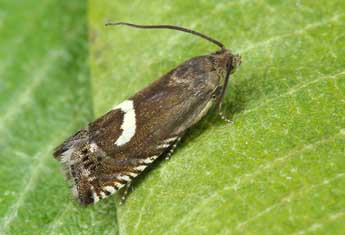 Grapholita lunulana D. & S. adulte - ©Lionel Taurand