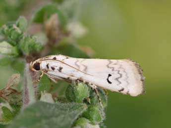 Euzophera lunulella O. G.  Costa adulte - Lionel Taurand