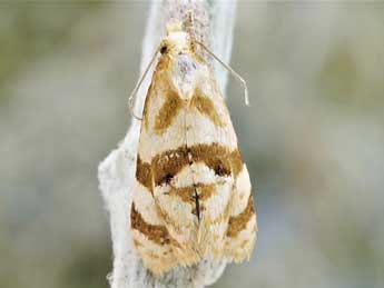 Gynnidomorpha luridana Gregs. adulte - ©Friedmar Graf