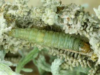  Chenille de Lozotaenia mabilliana Rag. - ©Lionel Taurand