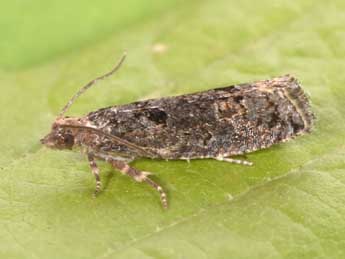 Epinotia maculana F. adulte - Philippe Mothiron