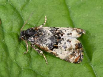 Hysterophora maculosana Hw. adulte - Philippe Mothiron