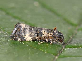 Hysterophora maculosana Hw. adulte - Philippe Mothiron