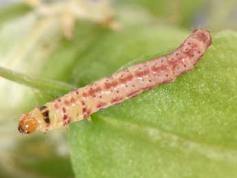  Chenille de Hysterophora maculosana Hw. - ©Philippe Mothiron