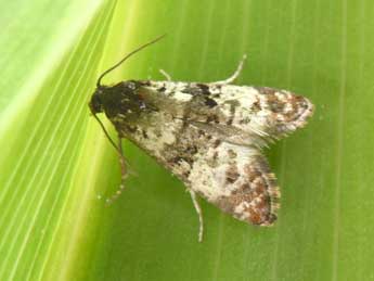 Hysterophora maculosana Hw. adulte - Philippe Mothiron