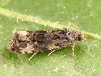 Endothenia marginana Hw. adulte - Philippe Mothiron