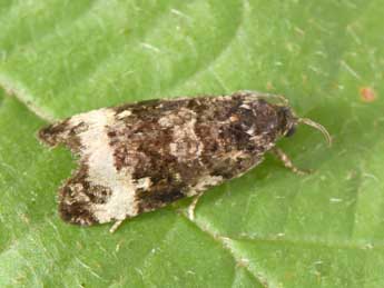 Endothenia marginana Hw. adulte - Philippe Mothiron