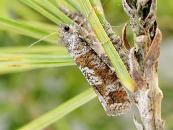 Rhyacionia maritimana Prse adulte - ©Friedmar Graf